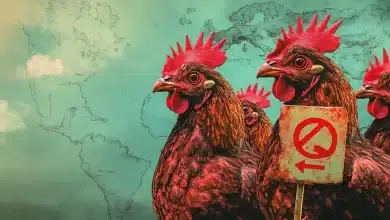 China proíbe importação de todos os produtos avícolas do Brasil 3 Gripe Aviária: China Proíbe Importação de Produtos Avícolas do Brasil