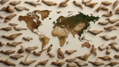 Gripe aviária impacta exportações de carne de frango em 12,9% 7 Gripe Aviária Impacta Exportações de Carne de Frango em 12,9%