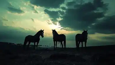 Mortes de cavalos levantam suspeitas sobre ração contaminada 4 Mortes de Cavalos Levantam Suspeitas sobre Ração Contaminada