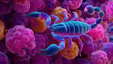 Toxina de escorpião amazônico pode combater câncer de mama 9 Toxina de escorpião amazônico combate câncer de mama
