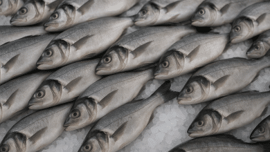 Sobretaxa de Trump paralisa exportação de pescados brasileiros 9 Sobretaxa de Trump paralisa exportação de pescados brasileiros
