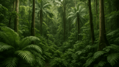 Reflorestamento da Amazônia: estudo revela espécies ideais 6 Reflorestamento da Amazônia: estudo revela espécies ideais