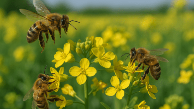 Polinização animal aumenta valor da produção agrícola brasileira 1 Polinização animal aumenta valor da produção agrícola brasileira