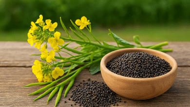 Sementes de canola conquistam mercado na África do Sul 8 Sementes de canola conquistam mercado na África do Sul