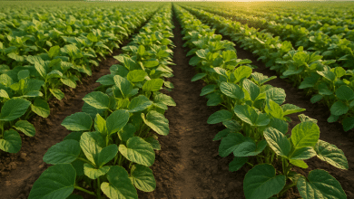 Comissão aprova indenização de agricultores sem Cadastro Ambiental Rural 5 Comissão aprova indenização de agricultores sem Cadastro Ambiental Rural