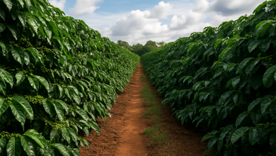 CNA estima prejuízo bilionário nas exportações agropecuárias com tarifa 1 CNA estima prejuízo bilionário nas exportações agropecuárias com tarifa