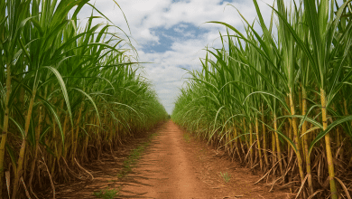 Agronegócio paulista alcança superávit de US$ 10,45 Bi 5 Agronegócio paulista alcança superávit de US$ 10,45 Bi