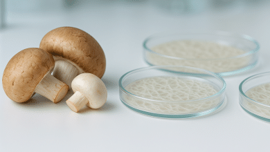 Materiais fúngicos vivos são usados para criar produtos sustentáveis 8 Materiais fúngicos vivos são usados para criar produtos sustentáveis