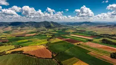 Agro brasileiro exporta US$ 82 bi no 1° semestre e reforça protagonismo 1 Agro Brasileiro Exporta US$ 82 Bi e Reforça Protagonismo