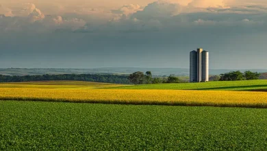 Brasil tem capacidade de armazenagem para apenas 59% da safra 24/25 2 Armazenagem Safra no Brasil: Desafios e Soluções