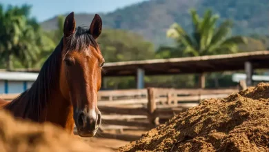 Nutratta Nutrição Animal: contaminação inédita mata 245 cavalos no Brasil 9 Contaminação em Ração Equina Ameaça Saúde Animal no Brasil