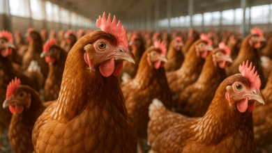 Gripe aviária: Japão suspende importações de frango e ovos do Ceará 4 Gripe aviária: Japão suspende importações de frango e ovos do Ceará
