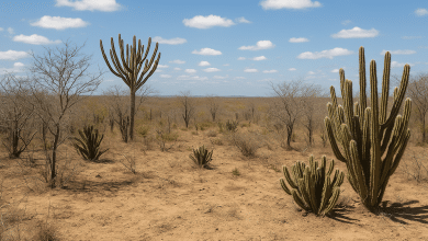 Bactéria da Caatinga protege plantações da seca 1 Bactéria da Caatinga protege plantações da seca