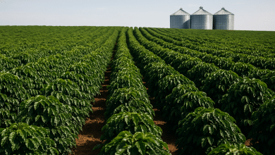 Exportações do agro batem recorde em julho com US$ 15,6 bi 4 Exportações do agro batem recorde em julho com US$ 15,6 bi