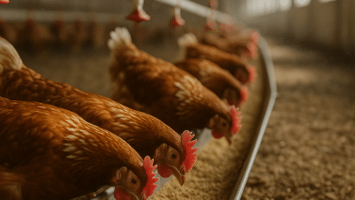 Avicultura brasileira atinge US$ 5,4 Bilhões em exportações em 2025 3 Avicultura brasileira atinge US$ 5,4 Bilhões em exportações em 2025