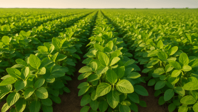 CRA discute Programa Nacional de Reforma Agrária na quarta-feira 7 CRA discute Programa Nacional de Reforma Agrária na quarta-feira
