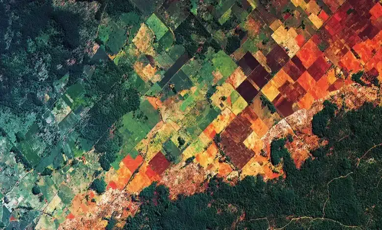 Transformações do uso da terra no Brasil reveladas pelo MapBiomas