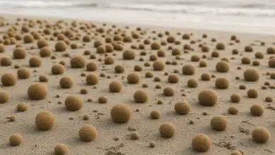 Bolas de Netuno ajudam a remover microplásticos do Mediterrâneo 10 Bolas de Netuno ajudam a remover microplásticos do Mediterrâneo