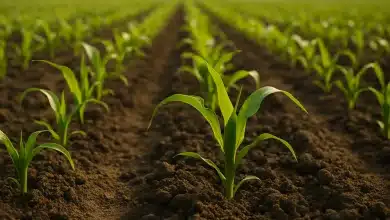 Agricultura regenerativa ganha espaço com apoio da Nestlé 1 Agricultura regenerativa ganha espaço com apoio da Nestlé