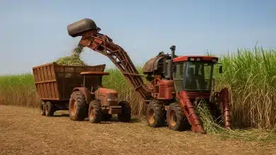 Valor da produção agrícola do Brasil recua 3,9% em 2024 2 Valor da produção agrícola do Brasil recua 3,9% em 2024