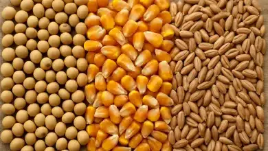 Argentina encerra isenção de impostos na exportação de commodities 8 Argentina encerra isenção de impostos na exportação de commodities