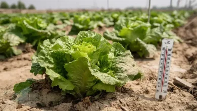 Calor ameaça cultivo de alface ao ar livre no Brasil 2 Cultivo de Alface em Risco: Calor Ameaça Produção até 2100