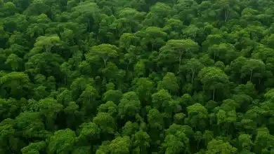 Lula anuncia investimento de US$ 1 bi no Fundo Florestas Tropicais 8 Governo do Brasil investe US$ 1 bi no Fundo Florestas Tropicais