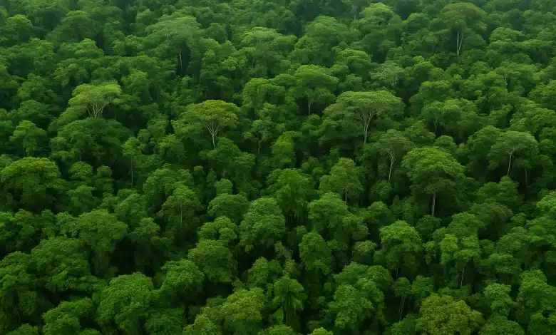 Governo do Brasil investe US$ 1 bi no Fundo Florestas Tropicais