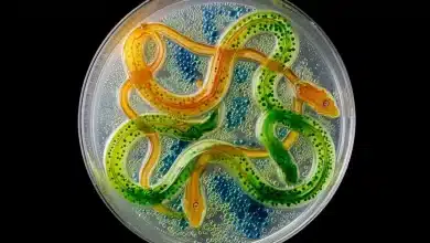 Microalgas ajudam a neutralizar veneno de cobras peçonhentas 4 Microalgas ajudam a neutralizar veneno de cobras peçonhentas