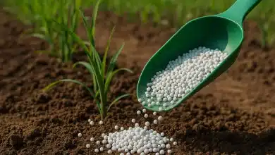 Brasil e Reino Unido avançam em fertilizantes sustentáveis 1 Brasil e Reino Unido avançam em fertilizantes sustentáveis