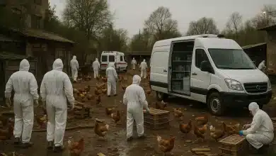 Reino Unido confirma surto de gripe aviária 8 Reino Unido confirma surto de gripe aviária em aves domésticas