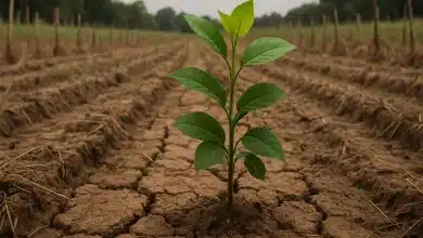 Reflorestamento global avança com recuperação de áreas agrícolas 4 Reflorestamento global avança com recuperação de áreas agrícolas