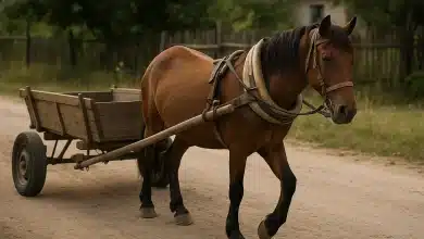 Projeto que criminaliza tração animal é aprovado em Comissão da Câmara 10 Projeto que criminaliza tração animal é aprovado em Comissão da Câmara