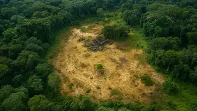 Desmatamento cai mais de 11% na Amazônia e no Cerrado 2 Desmatamento cai mais de 11% na Amazônia e no Cerrado