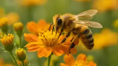 Crise das abelhas ameaça agricultura e biodiversidade no Brasil 7 Crise das abelhas ameaça agricultura e biodiversidade no Brasil