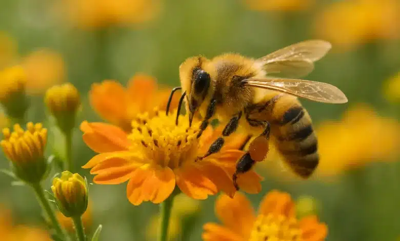 Crise das abelhas ameaça agricultura e biodiversidade no Brasil