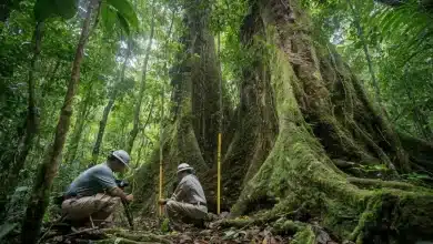 Árvores da Amazônia crescem mais rápido com aumento de CO₂ 1 Árvores na Amazônia estão crescendo mais, dizem cientistas