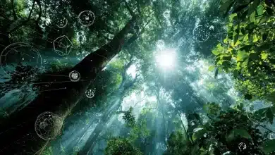 Banco Mundial assume gestão do Fundo Florestas Tropicais para Sempre 8 Banco Mundial lidera Fundo Florestas Tropicais para Sempre