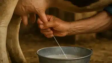 Nestlé e BB lançam linha de crédito sustentável para fazendas de leite 5 Nestlé e BB lançam linha de crédito sustentável para fazendas de leite