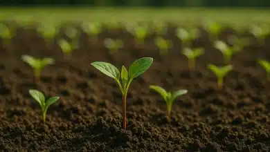 Comissão da Câmara aprova mudanças na Lei de Cultivares 8 Comissão da Câmara aprova mudanças na Lei de Cultivares