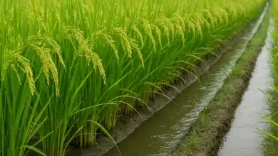 Filipinas prolongam restrição de importação de arroz até abril 7 Filipinas prolongam restrição de importação de arroz até abril