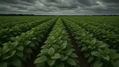 Shutdown nos EUA afeta USDA e paralisa serviços essenciais para agricultores 6 Shutdown nos EUA afeta USDA e paralisa serviços essenciais para agricultores