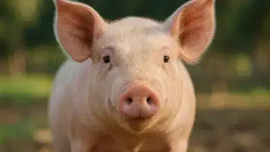 Edição genética cria porcos resistentes à febre suína clássica 2 Edição genética cria porcos resistentes à febre suína clássica