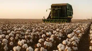 Produção de algodão no Brasil se concentra em três microrregiões 5 Produção de algodão no Brasil se concentra em três microrregiões