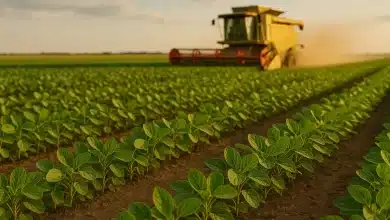 Trump libera US$ 3 bi para apoiar agricultores em crise 10 Trump libera US$ 3 bi para apoiar agricultores em crise