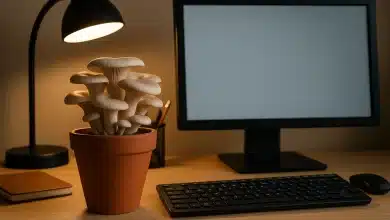 Pesquisadores criam computadores vivos com cogumelos shiitake 8 Pesquisadores criam computadores vivos com cogumelos shiitake