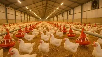 Brasil e Argentina assinam acordo de regionalização sanitária 10 Brasil e Argentina assinam acordo de regionalização sanitária