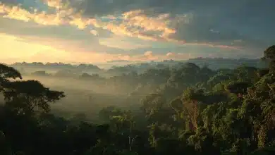Brasil avança na restauração ambiental com 3,4 milhões de hectares 5 Brasil avança na restauração ambiental com 3,4 milhões de hectares