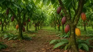 Agricultura regenerativa avança com parceria Embrapa e Nestlé 4 Agricultura regenerativa avança com parceria Embrapa e Nestlé