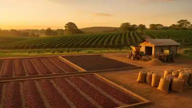 Empresas se unem para descarbonizar a produção de café do Brasil 10 Empresas se unem para descarbonizar a produção de café